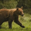 Vojvodinašume poziva na oprez zbog pojavljivanja mrkog medveda u Obedskoj bari