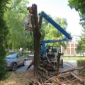 U toku seča suvih i obolelih stabala (FOTO)