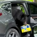 VIDEO: Medved provalio u automobil i iz njega odneo pivo
