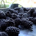 Pančevo: Od kupina do nagrađivanih vina