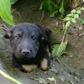 Neko mu je odsekao rep i izbacio ga na ulicu: Maleni Koni sada ima samo jednu želju – da pronađe dom Ne kupuj - udomi