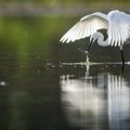 Jutra sveža, pretežno sunčano i toplo: temperatura do 29 stepeni