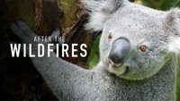 Posle požara - oporavak australijske prirode