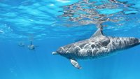 Ajkule protiv delfina: Suočavanje
