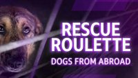 Rescue Roulette: Dogs from Abroad