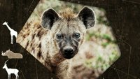 Predatori izbliza s Džoelom Lambertom