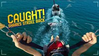 Caught! Sharks Strike Back