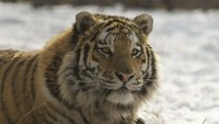 Амба / Руски тигар