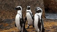 Упознајте пингвине