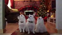Tri psa spasavaju Božić
