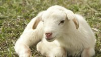 Tajni život životinja sa farme