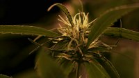 Legalna marihuana u Americi: Nova Zelena groznica