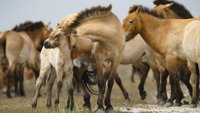 Divlji konji - Priča iz mađarske ravnice