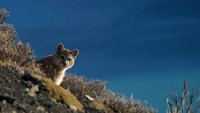 Velike životinjske migracije: Patagonija