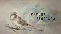 Priroda Beograda