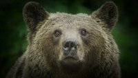 Medvedi Transilvanije