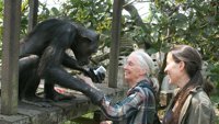 Spašene šimpanze Konga, sa Džejn Gudal