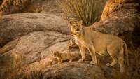 Nestali kraljevi - namibijski lavovi