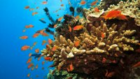 Ispod površine: Borba za korale