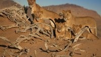 Nestali kraljevi - namibijski lavovi, prvi deo