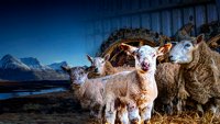 Planinski veterinar