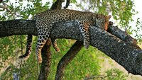 Borba za presto u svetu leoparda