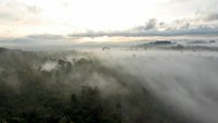Borneo - čudesna šuma