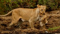 Serengeti