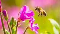 Pčele, nevidljivi mehanizam života