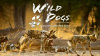 Дивљи пси - трчање са чопором