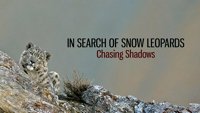 У потрази за снежним леопардима: лов на сенке