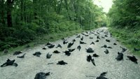 Vanzemaljska otmica