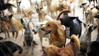 Rescue Roulette: Dogs from Abroad