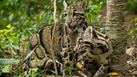 Odrastanje: Oblačasti leopard