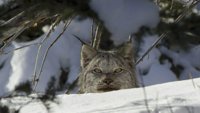 Канада: преживљавање на дивљем северу