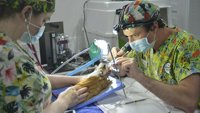 Veterinari za neobične životinje