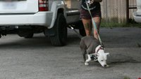 Pitbul terijeri i bivši zatvorenici
